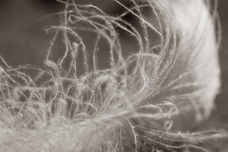 Mystical Veil